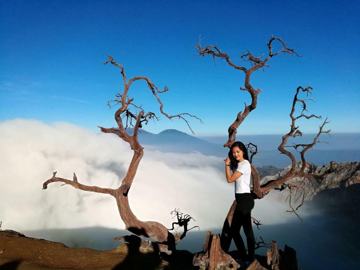 Mango Tree Homestay & Ijen Tour Homestay Banyuwangi (East Java)